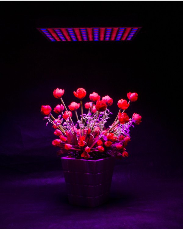 Grow light-Lotus-45W