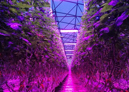 The greenhouse grows tomatoes