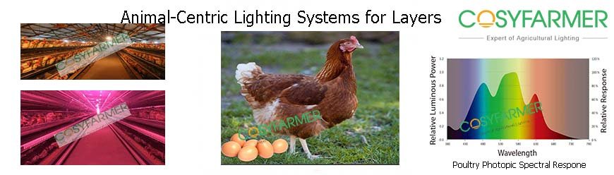 Layer Poultry Lighting Layer Poultry Lighting