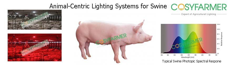 Swine Lighting