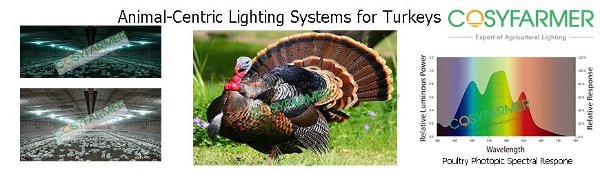 Turkey Poultry Lighting Turkey Poultry Lighting