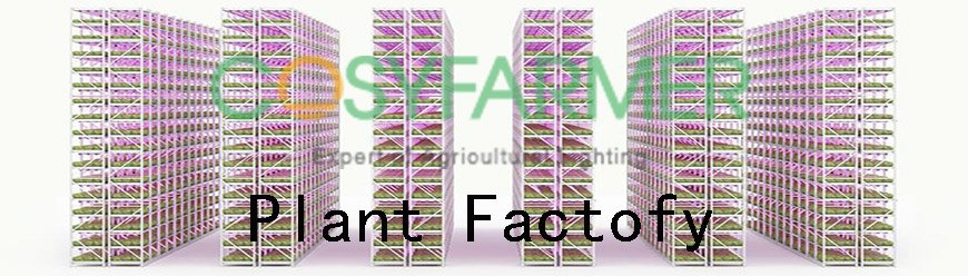 Plant factory Plant factory